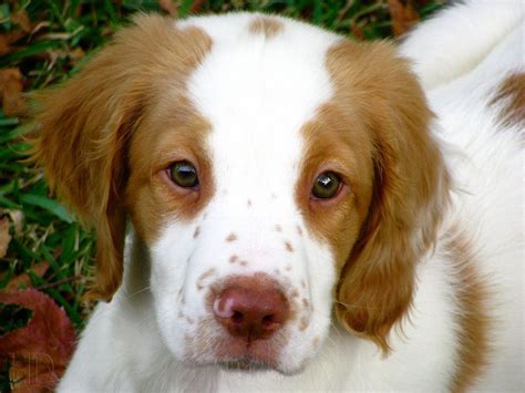 " - ♥ <b>RESCUE</b> <b>ME</b>! ♥ ۬. . Brittany spaniel puppies for adoption near me